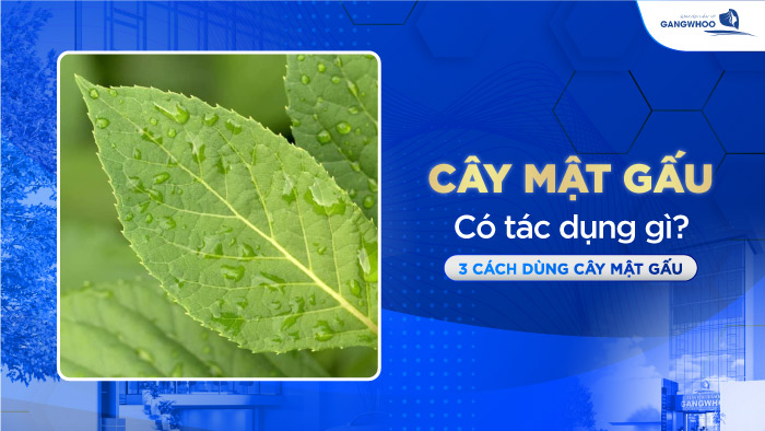 Tác dụng lá mật gấu