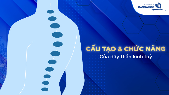 Chức năng của dây thần kinh tủy