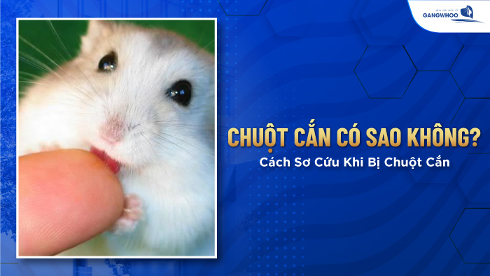 Chuột cắn có sao không?